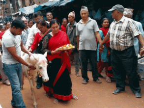 तलेजुको वाहन सेतो घोडा जात्रा सम्पन्न